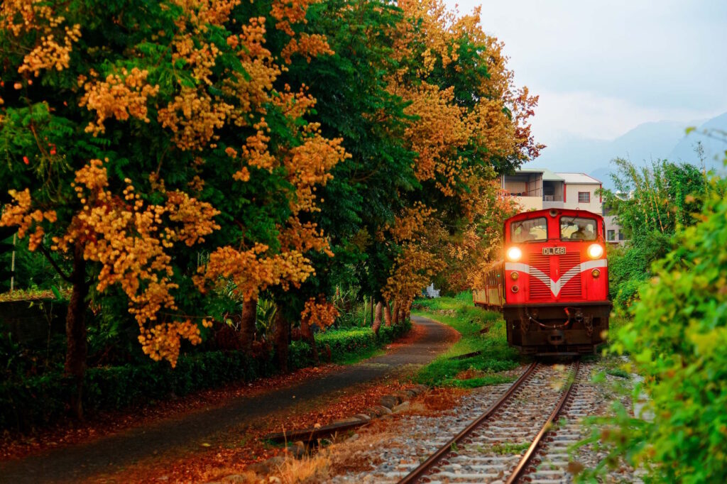 Scenery of a tourist train of Alishan Forest Railway, hauled by an old diesel locomotive, traveling along a row of beautiful flamegold rain trees, in Zhuqi Township (竹崎鄉), Chiayi County, Taiwan