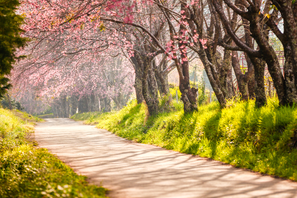 A peaceful path lined with cherry blossom trees in full bloom, bathed in soft sunlight and shadows.
