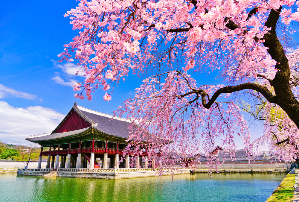 Cherry blossoms in full bloom beside Gyeonghoeru Pavilion at Gyeongbokgung Palace in Seoul, Korea.