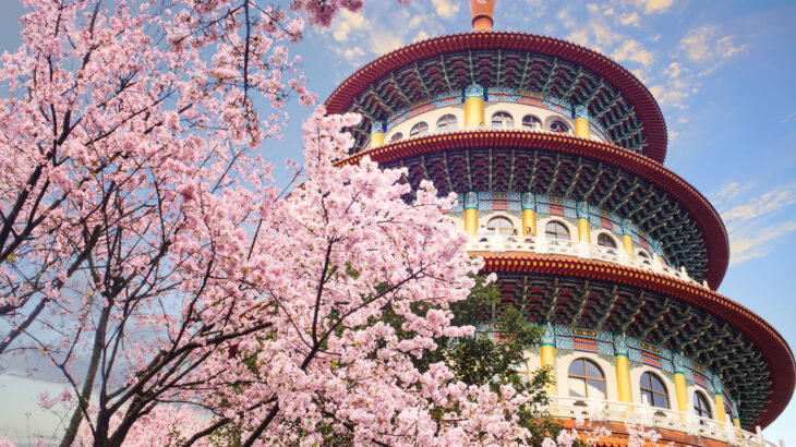 Cherry blossoms in full bloom frame the colorful multi-tiered pagoda of Tien Yuan Temple in Taiwan.