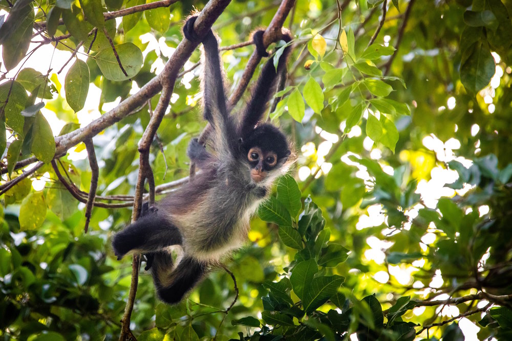 Young spider monkey hangs from tree branches in a lush tropical forest, framed by bright green leaves and dappled sunlight overhead.