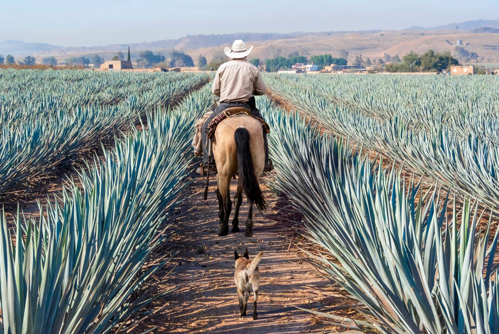 A rancher on horseback rides down a dirt path through vast blue agave fields, with a dog following behind beneath hazy hills in rural Mexico.