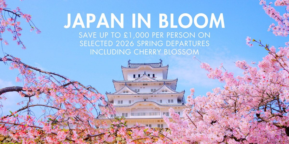 Cherry Blossom