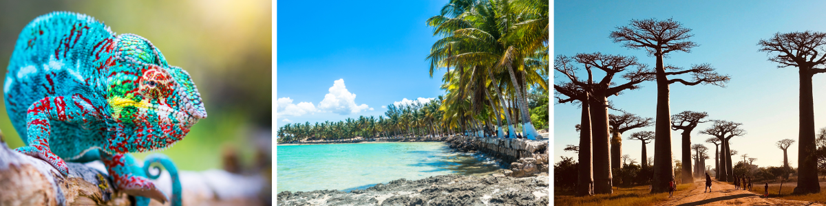 madagascar Untamed
