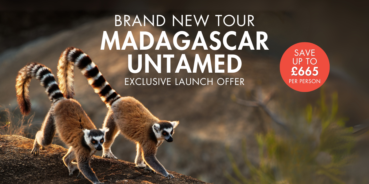 Madagascar Untamed