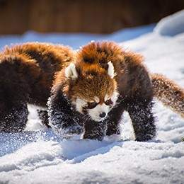 In Pursuit of Pandas - Christmas Special tour