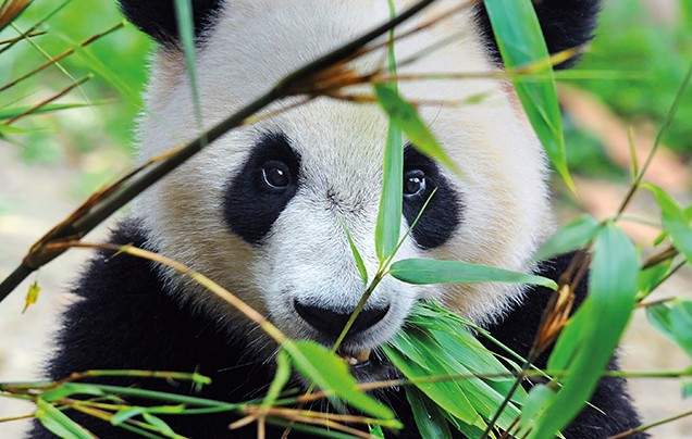 Day 11: Giant Pandas