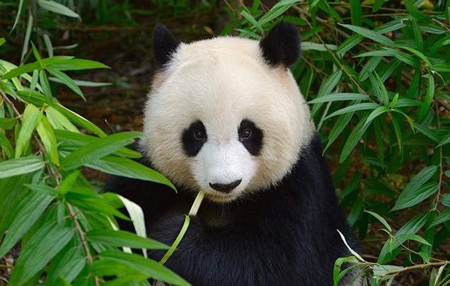 Day 11 Chongqing Panda House