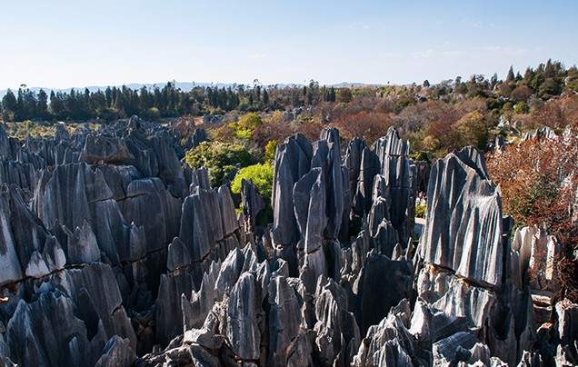 Day 11: The Stone Forest