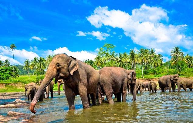 Day 11: Explore Yala National Park