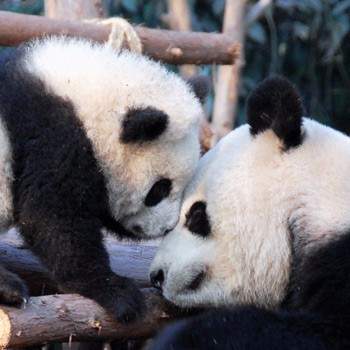 Family Panda Adventure tour