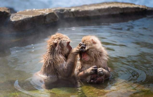 Day 6: Search for Snow Monkeys