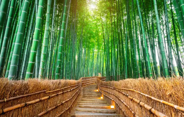 Day 9: Kyoto