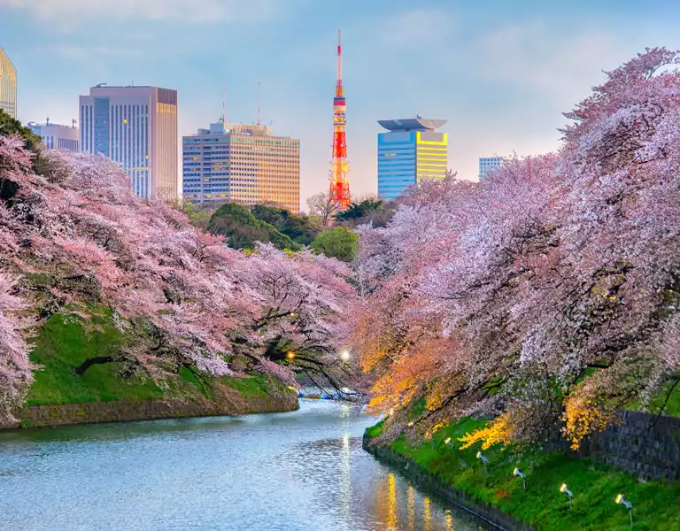 The Cherry Blossoms
