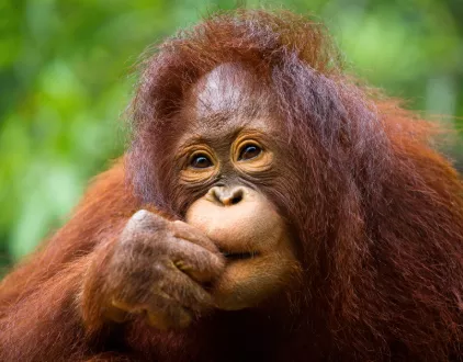 Best of Borneo