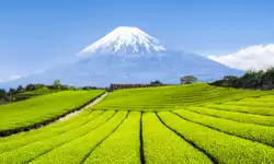 Fly Free to Japan