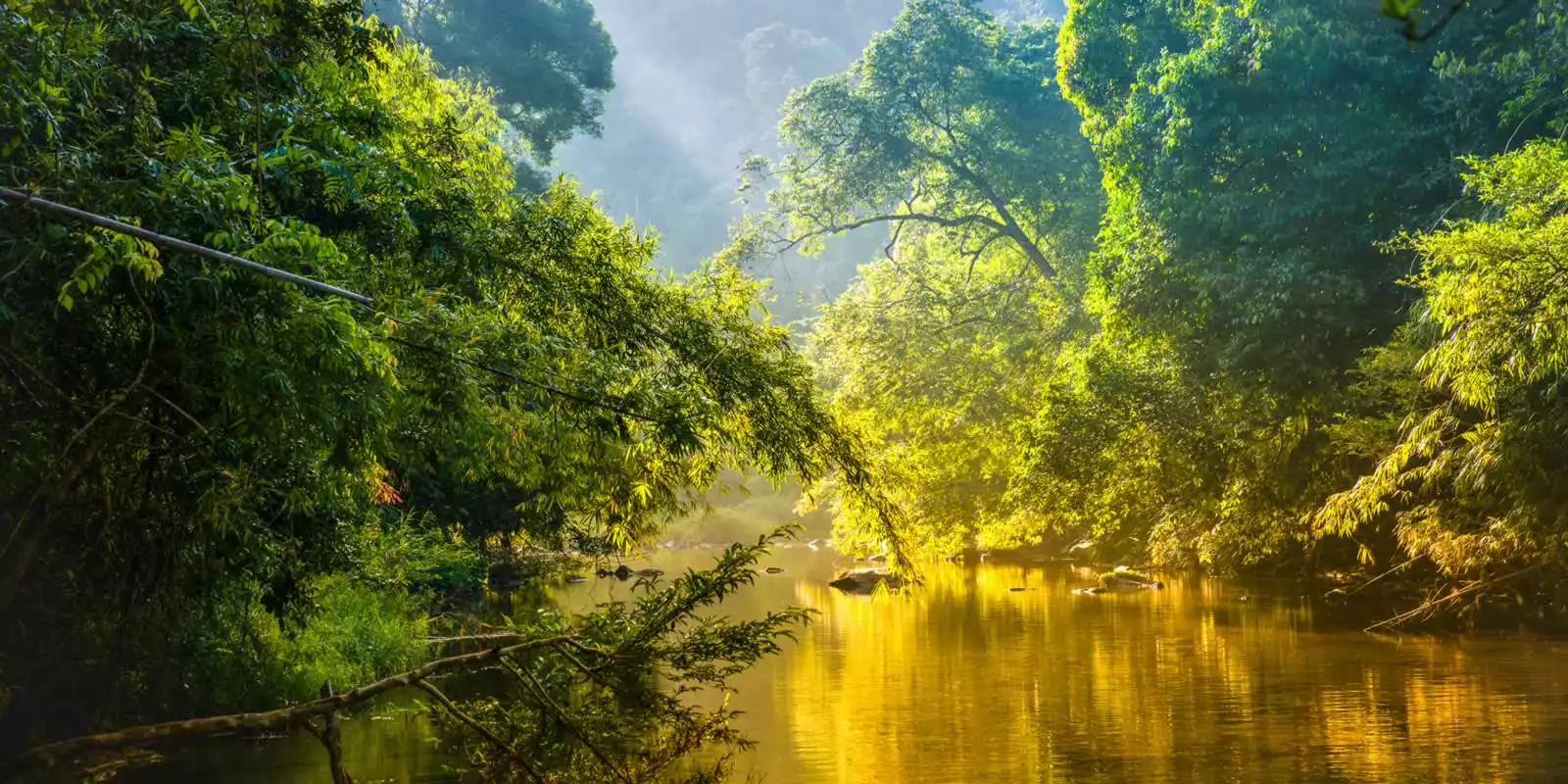 Amazon Rainforest