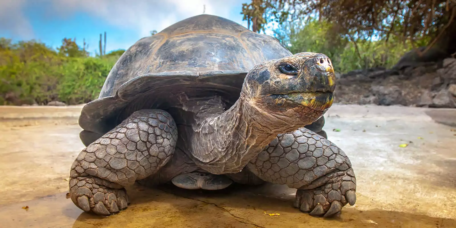 The Galapagos Islands Holidays