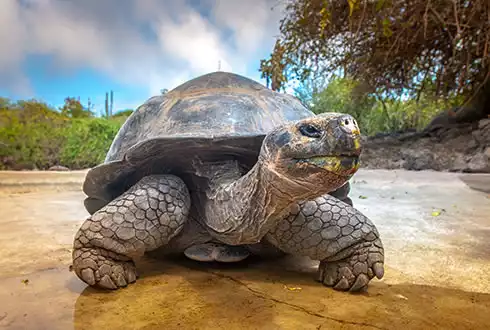 Galapagos Island Holidays & Tours 2025/2026 | Wendy Wu Tours