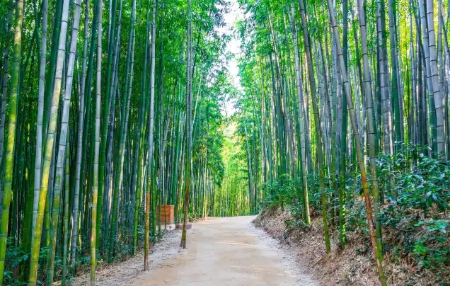 Day 4: Visit Soswaewon Garden