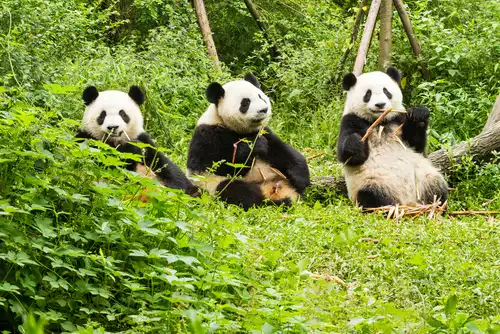 Giant Pandas