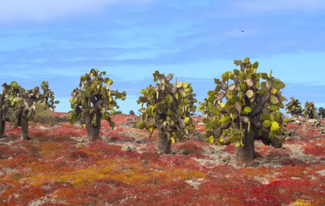 Day 5: Santa Fe Island