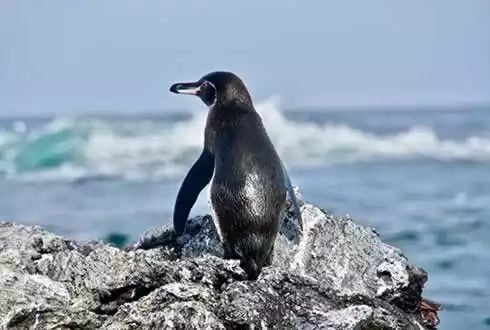 Galapagos by Land