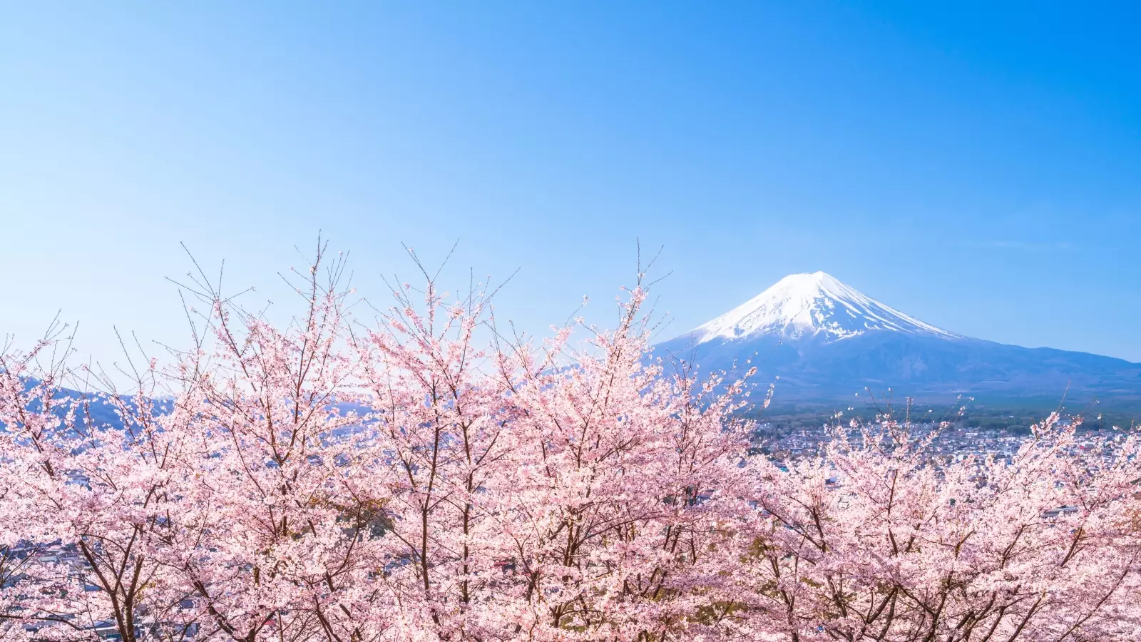 Japan Cherry Blossom - Virtual Show