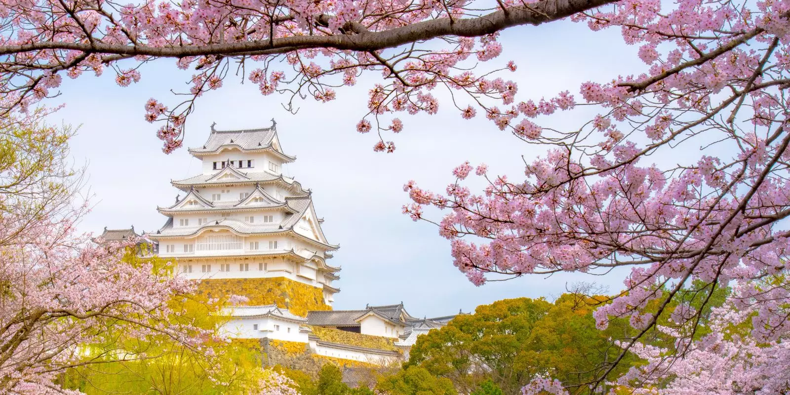 Japan In Bloom