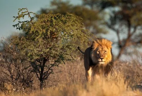 South Africa