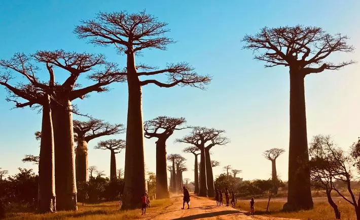 Madagascar Untamed