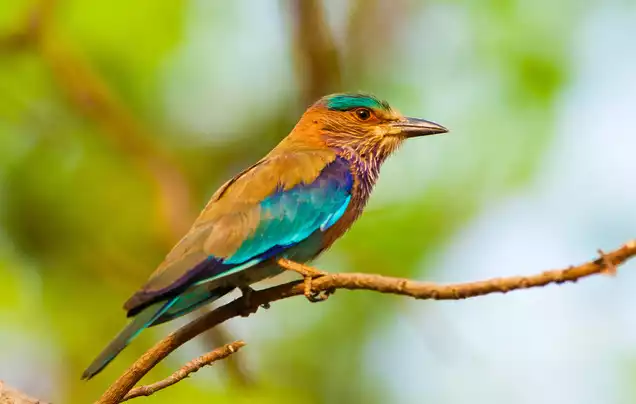 Day 7: Travel to Bandhavgarh