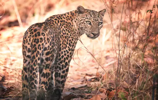 Day 4: Drive to Kanha National Park