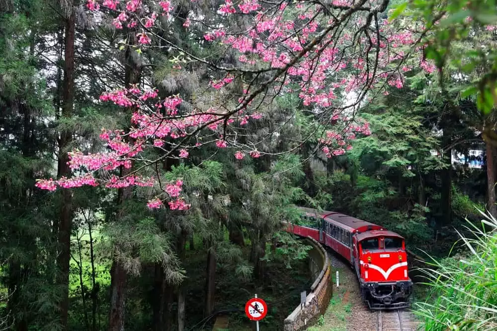 Alishan Forest Train 