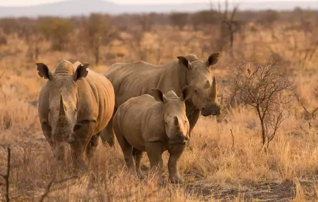 Day 4: Hwange Game Drive