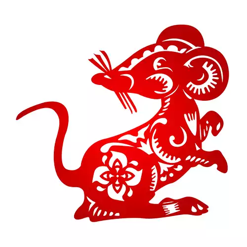 Rat