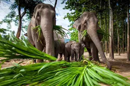 Special Festive Experiences on Christmas in Thailand