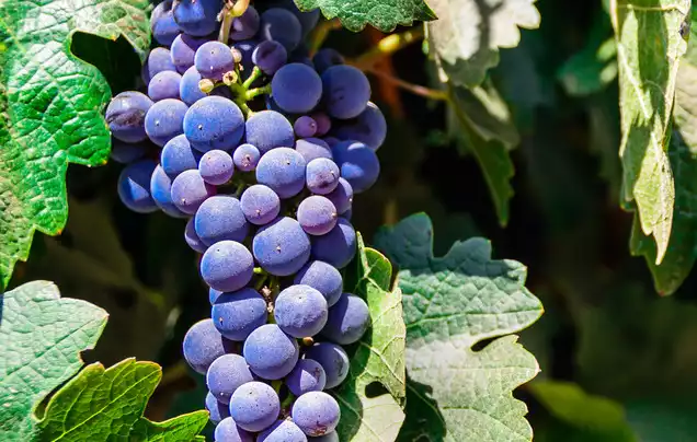 Day 2: Valley and Vineyards Tour