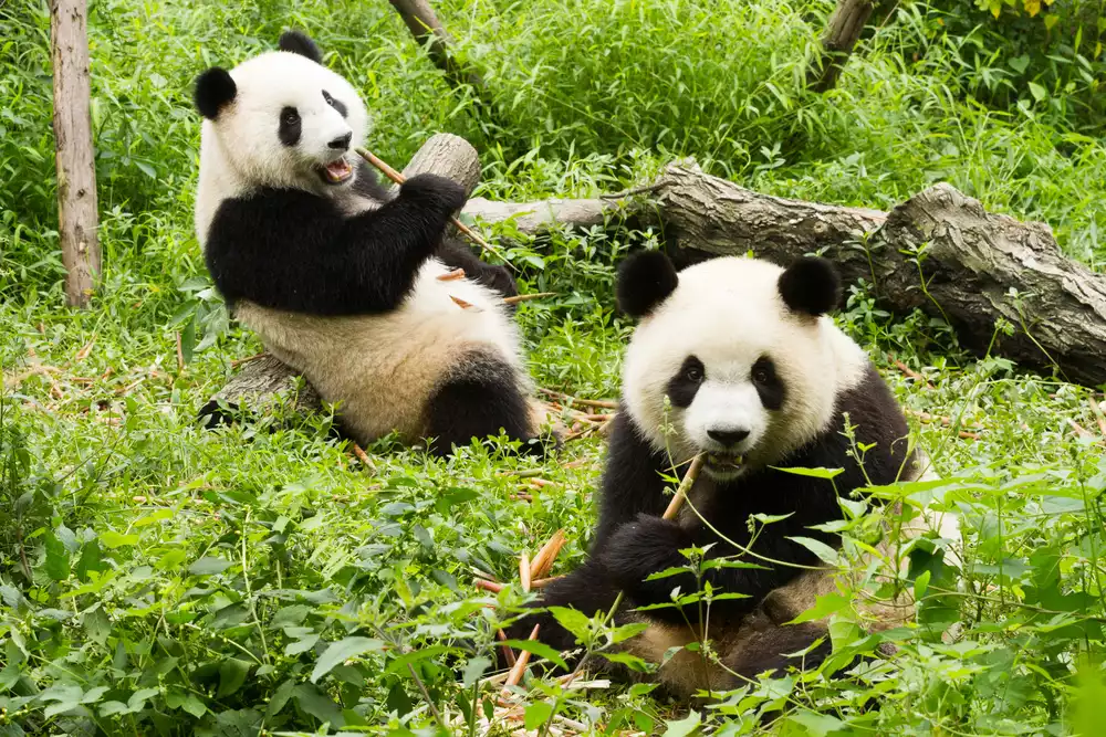 Chengdu Panda Reserve
