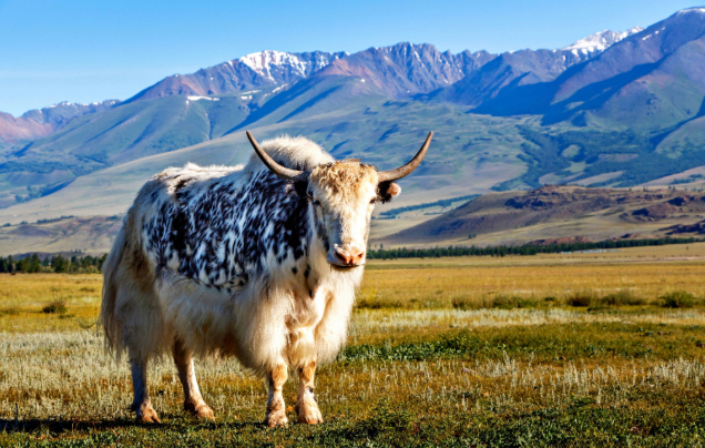 Day 6: Depart Lhasa
