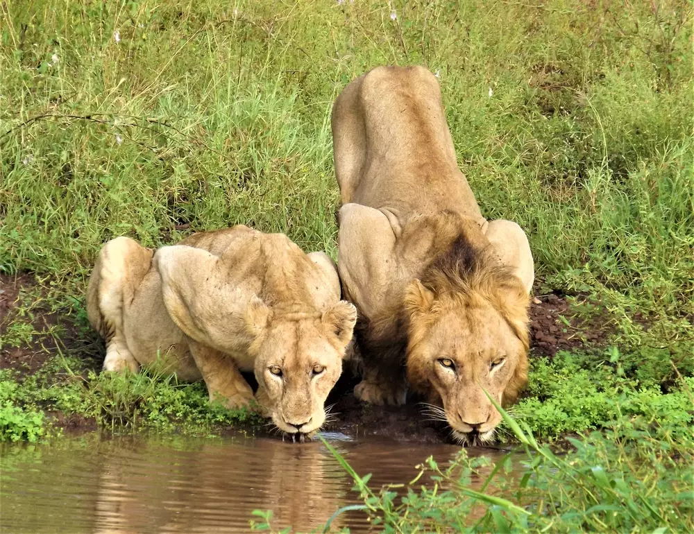Greater Kruger National Park, South Africa