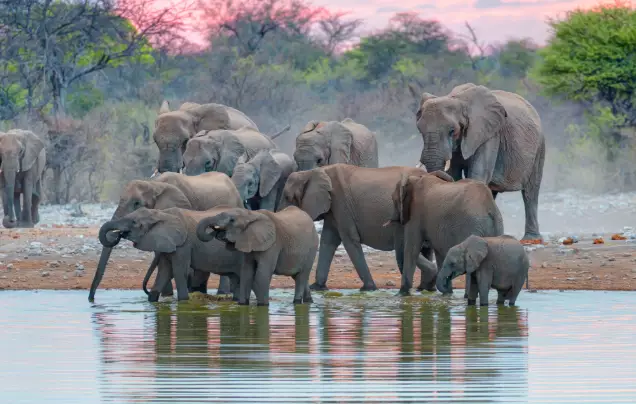 Day 9: Etosha Safari