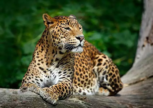 Sri Lanka is home to a wealth of wonderful wildlife and glorious national parks – Yala, Udawalawe, Horton Plains, Wilpattu and Sinharaja.