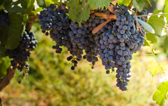 Day 6: Discover Mendoza