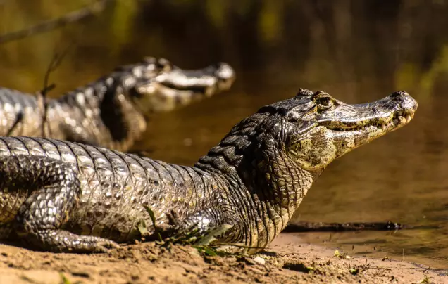 Day 9: Adventure into the Pantanal