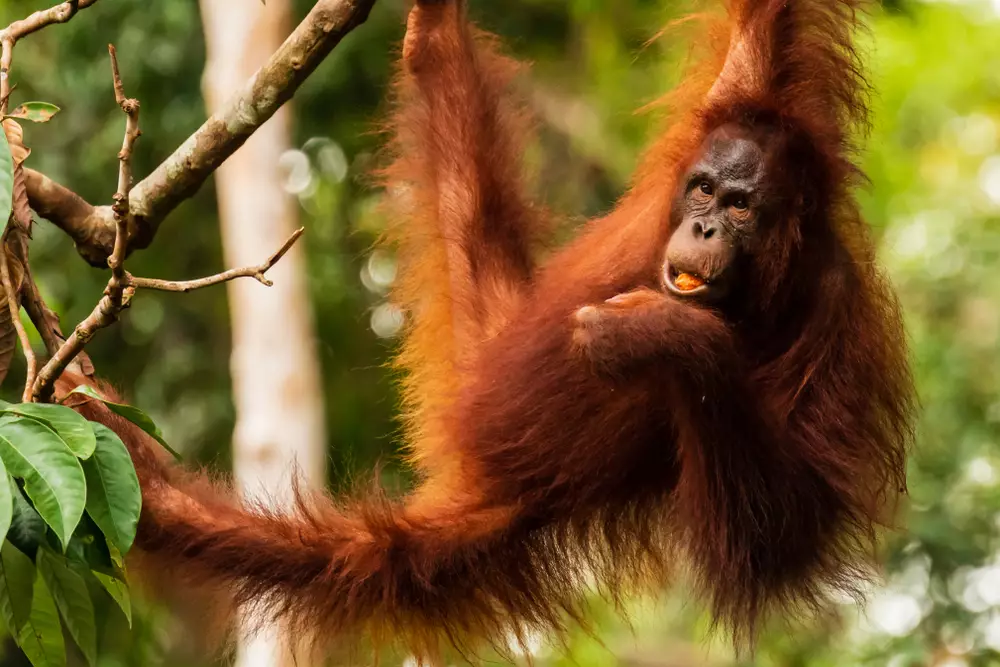 Day 9 Orangutans & Sun Bears