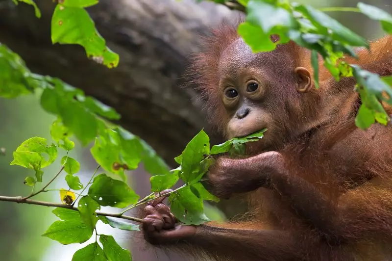 Treasures of Malaysia, Borneo & Singapore