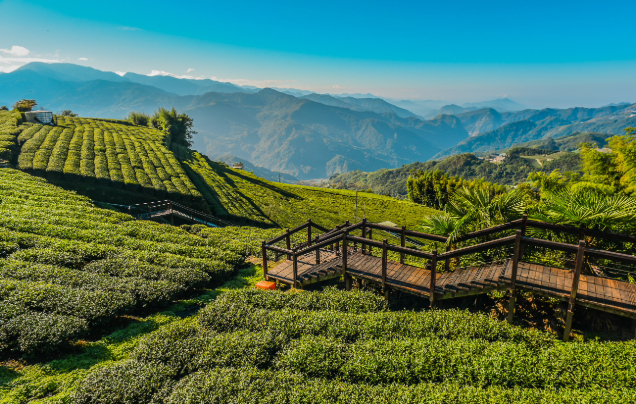 Day 6: Travel to Alishan