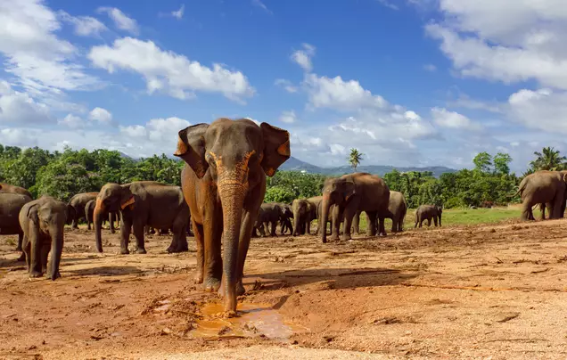 Day 9: Travel to Habarana