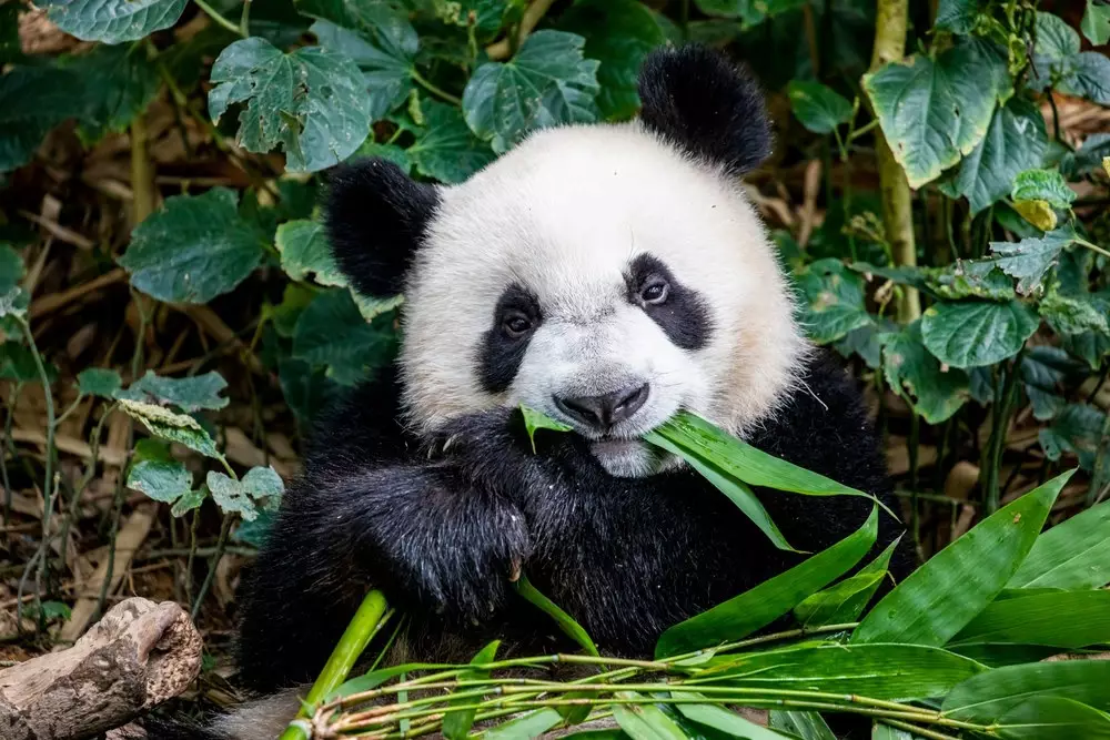 How to See Giant Pandas with Wendy Wu Tours
